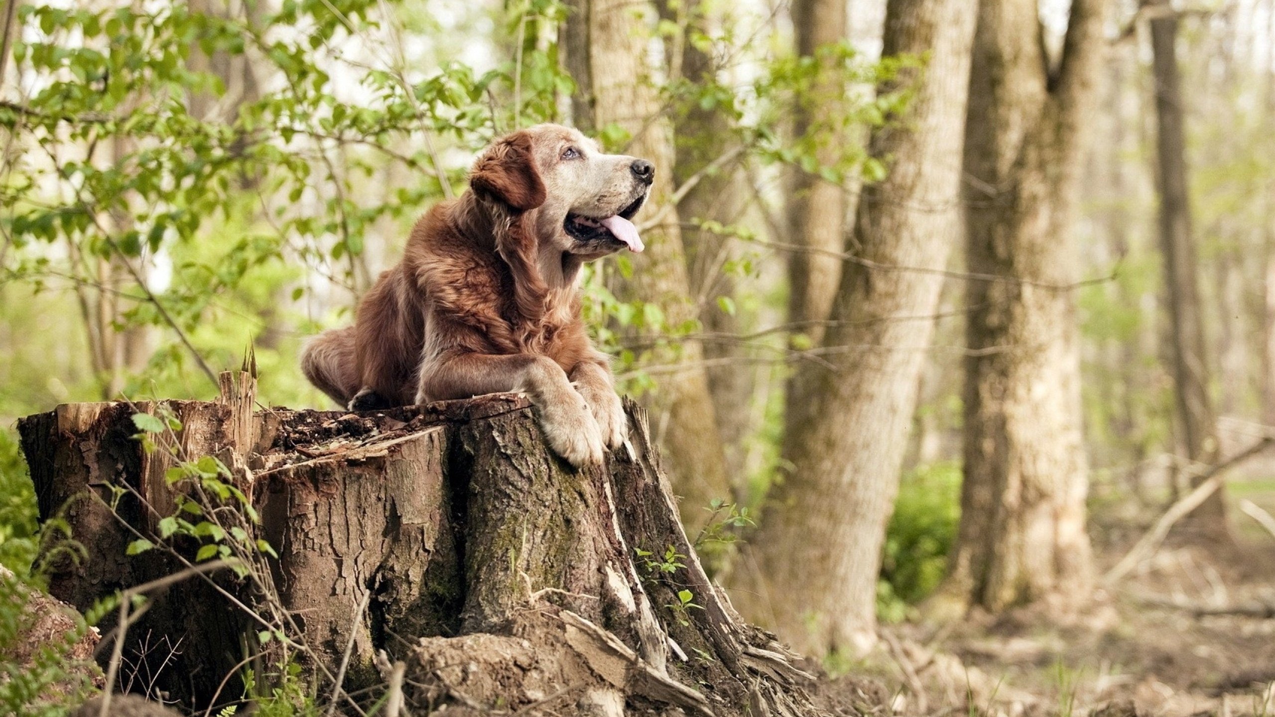 终极“绝杀术”：欧冠赛场上的完美终结时刻，绝杀成功率最高的球员