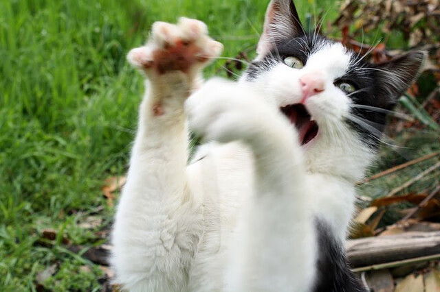 逆境突围：那些永不言弃的欧冠战士，逆境突袭