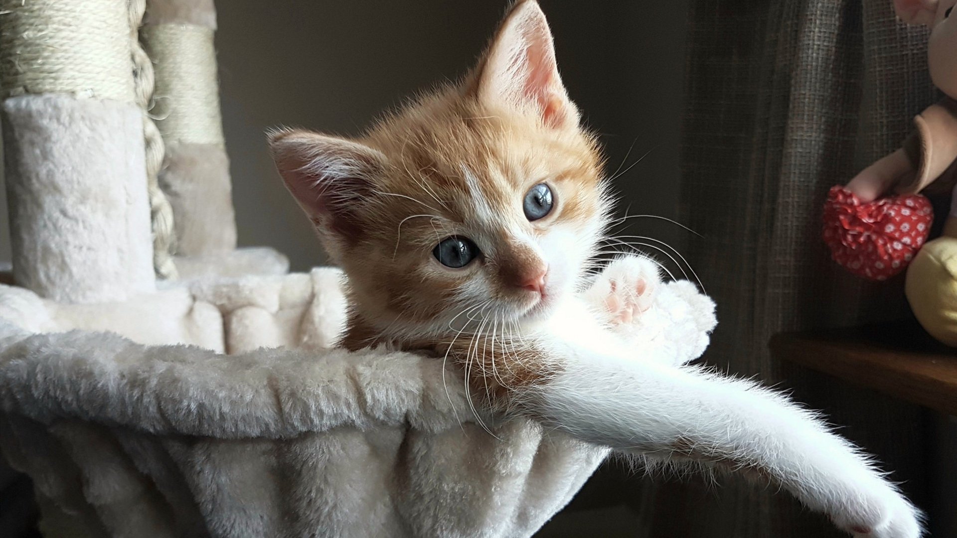 里昂队内气氛融洽,冲击更高目标,里昂队服