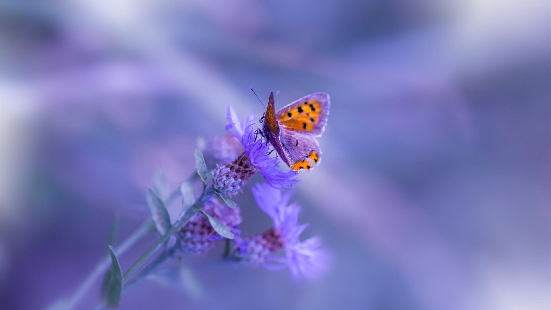 切尔西迎来胜利,向前迈出关键一步,切尔西官宣