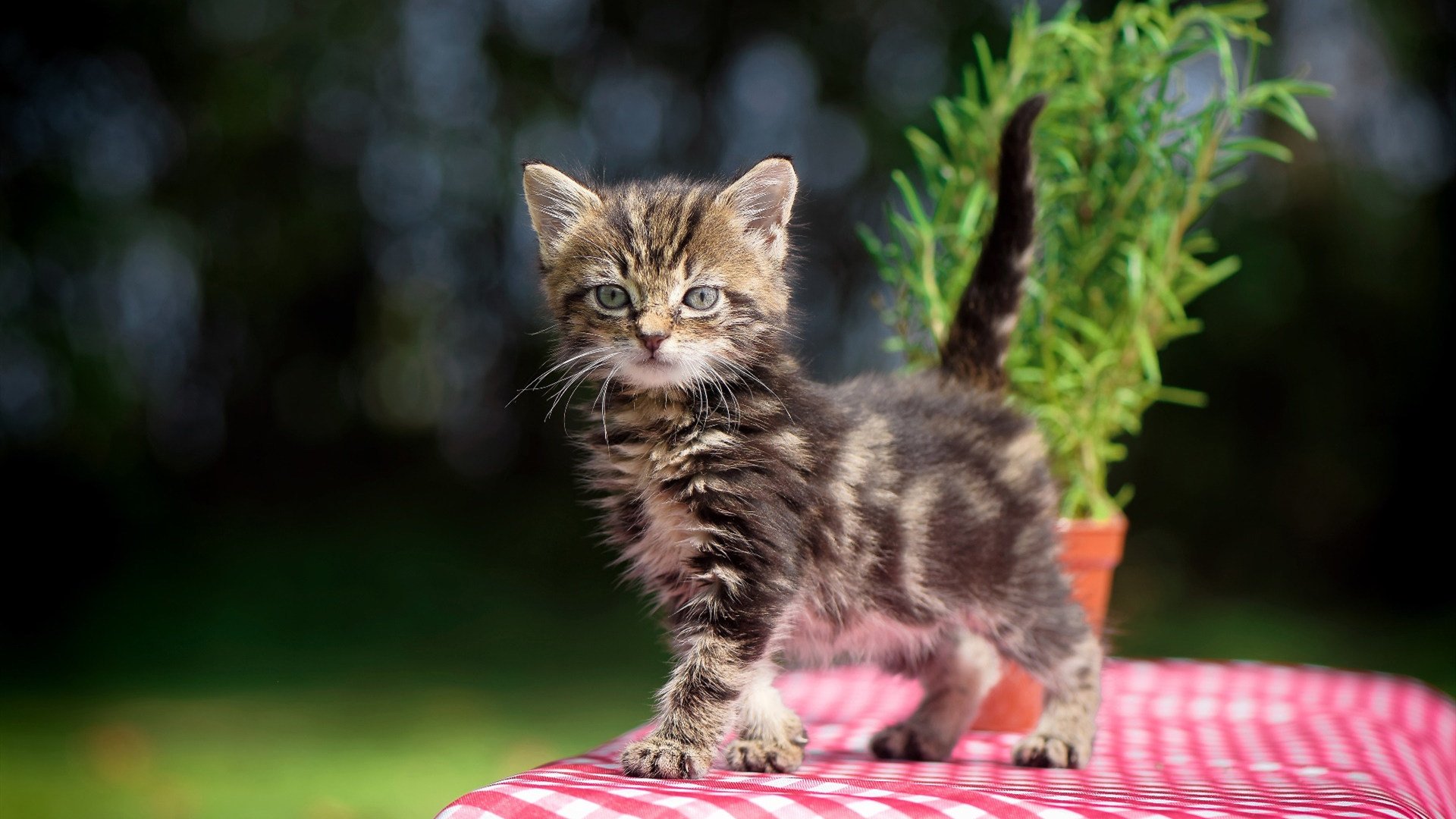 精彩对决中球员展现超凡实力，带领球队成功，精彩对抗