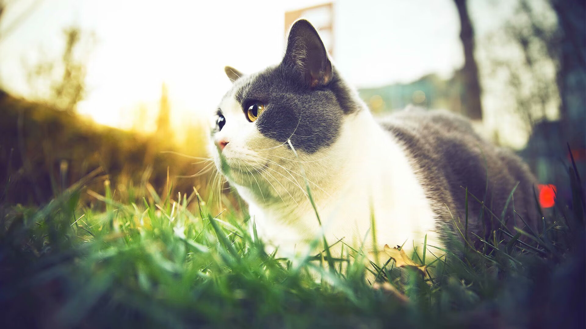 未来中超:引援策略与青训体系的创新探索,中超新赛季引援