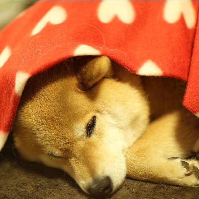 高校体育专业发展趋势与人才培养对策,高校体育在人才培养中的作用包括哪些