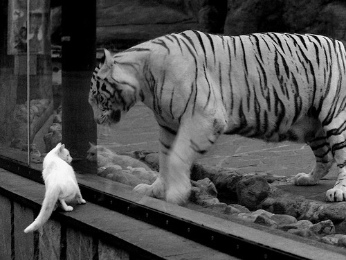 “简阳文体中心羽毛球赛：明星选手争夺冠军，速度与技巧完美结合”