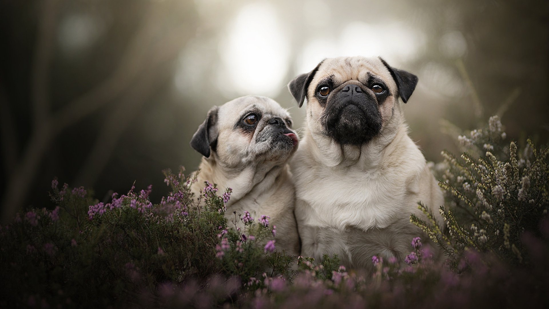 开云·体育官网APP下载-博塔弗戈主打控球，但难撼马竞防线，博塔弗戈ds