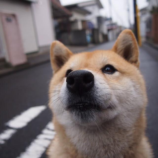 国际乒联混合团体世界杯赛制变化：德国队应对策略揭秘，国际乒联世界杯团体赛时间表