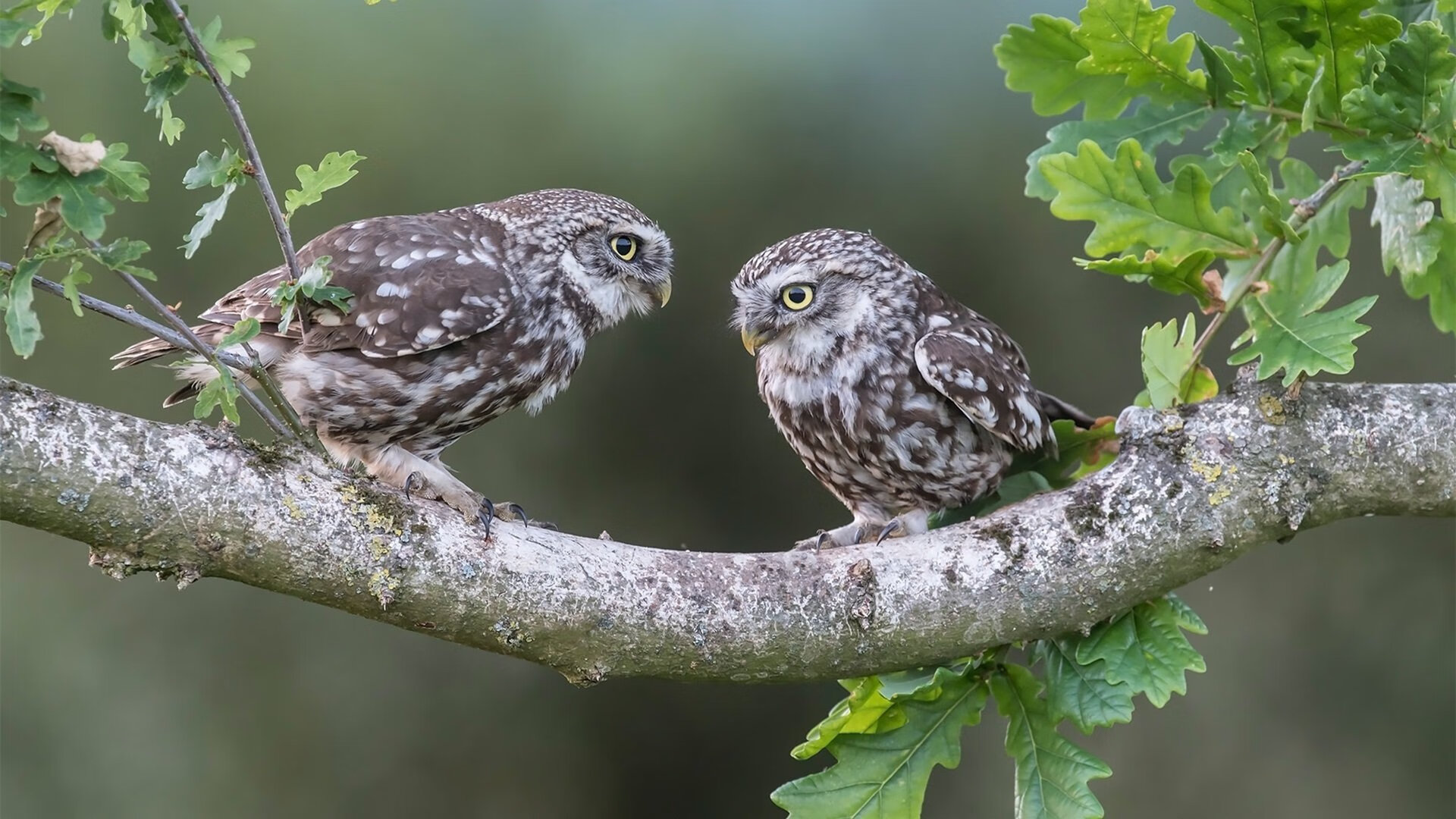 比赛节奏与观众代入感是否有正向关系，比赛观众互动环节