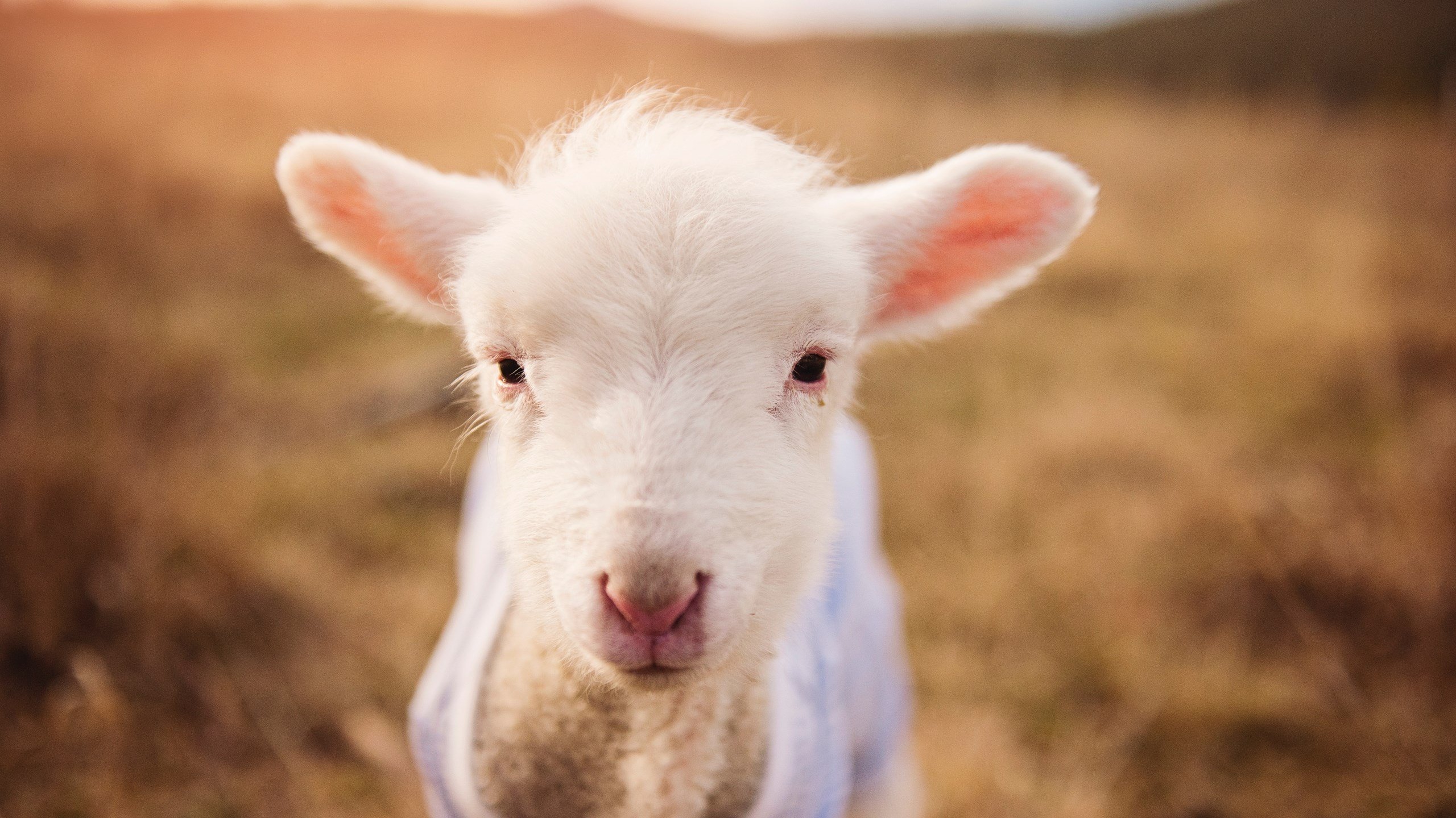 76人计划招募球迷参与虚拟主场设计投票，76人官方