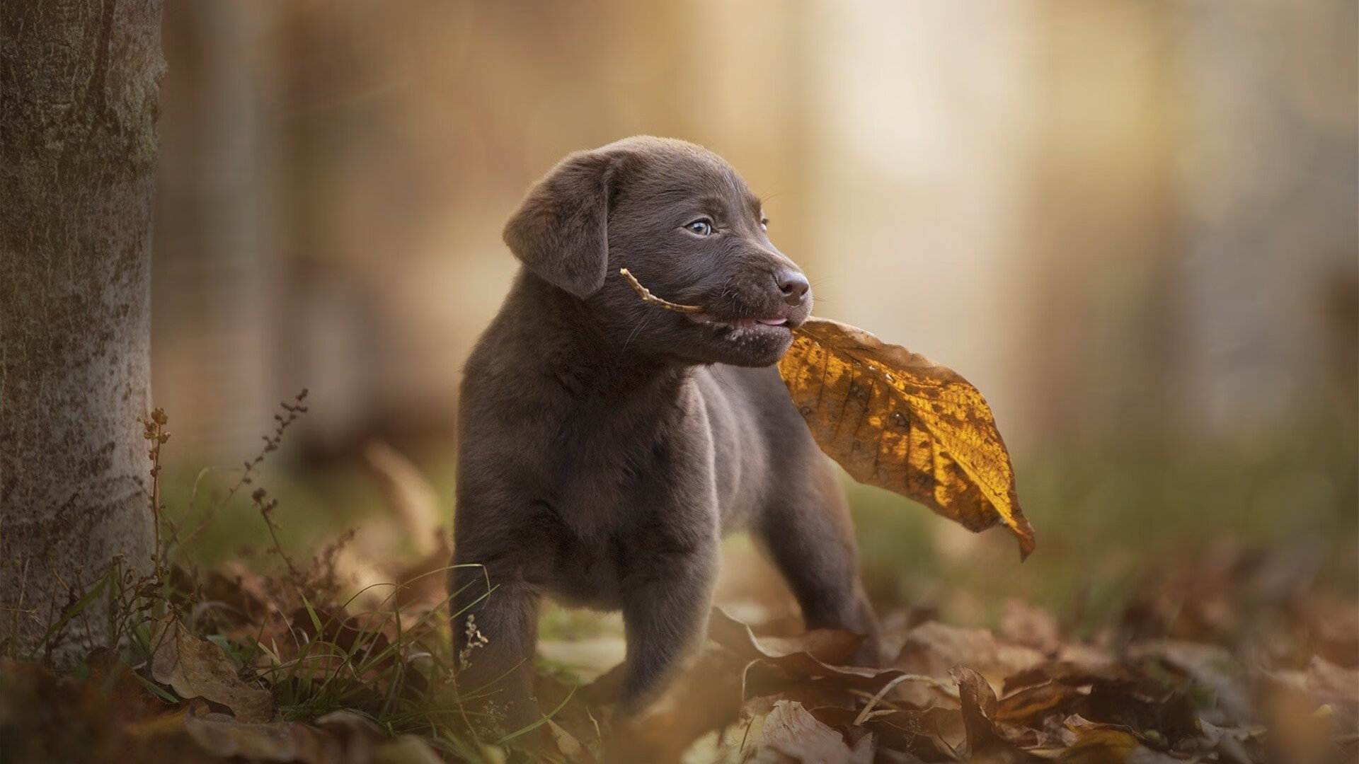 世界杯激情狂热：精彩瞬间不断涌现！，世界杯亲吻