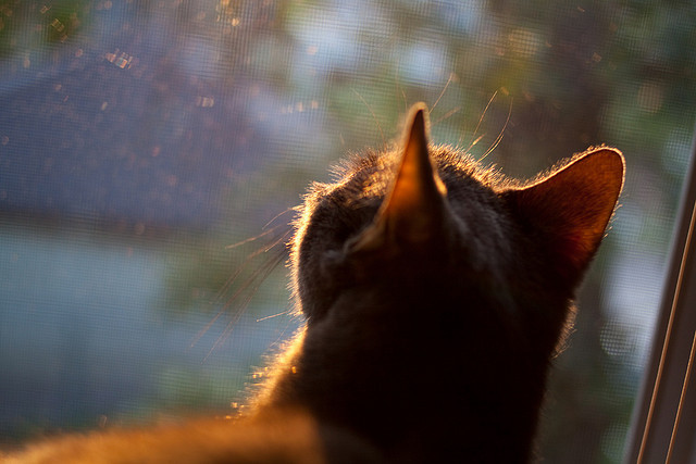kaiyun体育综合-凯尔特人投篮教练接受专访讲解手型优化重点，凯尔特人球员