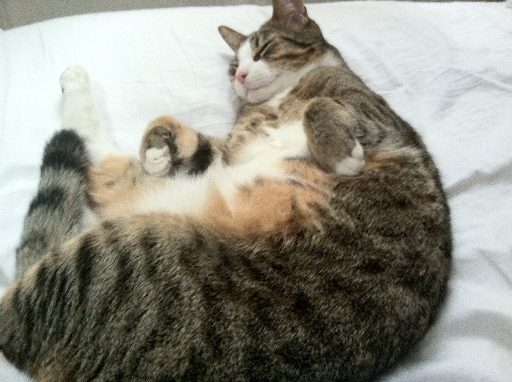 塞尔维亚男篮在欧洲预赛中持续奋勇，冲击奥运盛宴！，塞尔维亚男篮奥运预选赛